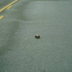 Schreck! Aber diesmal war es nur eine Dose, ohne Schilli