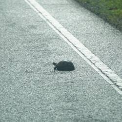 Bremsen!!! Was macht die denn hier?