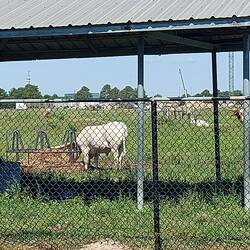 Projekt Longhorn Rinder auf dem Space Gelände