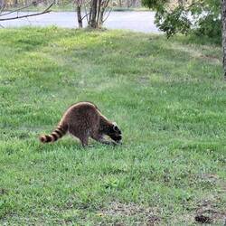 Und abends aufm Camping in Hamilton...