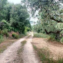 Durch Olivenhaine zurück in Richtung der Andronios Brunnen