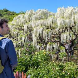 Les glycines blanches