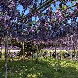 Welcome to Ashikaga flower park, les glycines Violettes