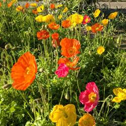 Les coquelicots d'Islande