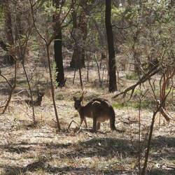 Dann aber doch noch zwei, ganz relaxt zwischen den Bäumen.