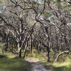 Eukalyptuswald ohne Kängurus:(