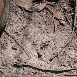 Wir haben nur ein paar kleine Tiere gesehen, ...