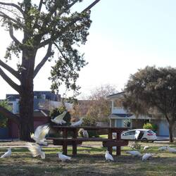 begrüßt in Dromana von einem Rudel Kakadus, die aber als Singvogel nix taugen.