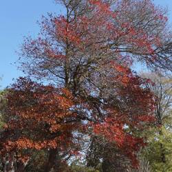 Hinter der Bergstation liegt ein Park mit mehreren Rundwegen.