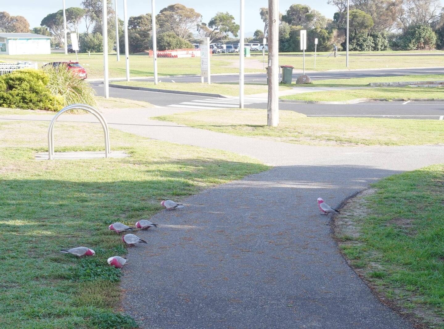 Verabschiedet wurden wir Rye von diesem Artgenossen, ...