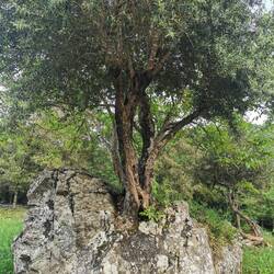 Noro! Oljka raste dobesedno iz skale.