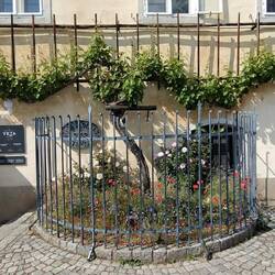 The Old Vine House, and oldest grapevine in the world.