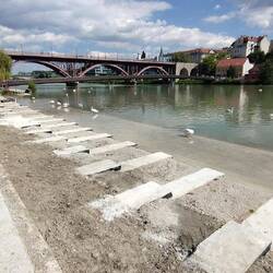 Swans on the Drava. The king doesn't own them.