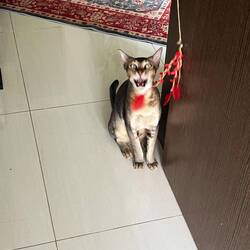 Der verspielte Hausherr Leif 😅