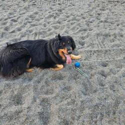 Der lavastrand