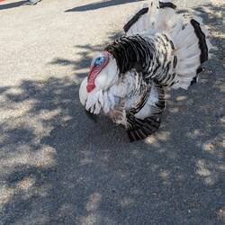 King Turkey
