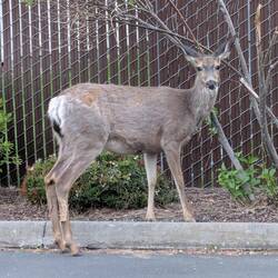 Saw this deer in our driveway