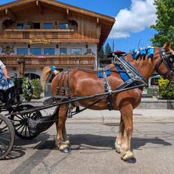 Beautiful horse from the reindeer farm