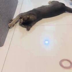 Spielen mit den Miezis muss auch sein. 😬