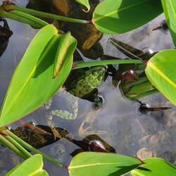 Frösche, Kröten und Kaulquappen überall und zum Teil sehr laut.