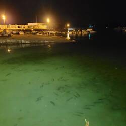 Fish, that weren't there the night before.