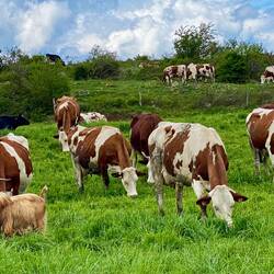 Now we have a cute goat, as well as some beautiful cows to share our trail