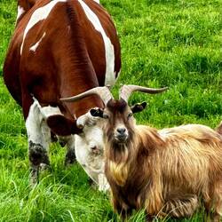 🐐😍🐮hello goat