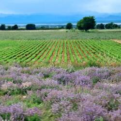 Im Tal am Shkodra See angekommen