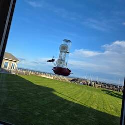 Hummingbird at the Tides restaurant