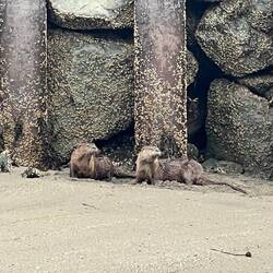 River Otters playing near the Pt. Hudson Marina docks.