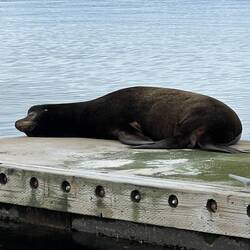 This seal is on Ed Johnson's neighborhood association dock.