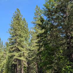 The trees touched the sky