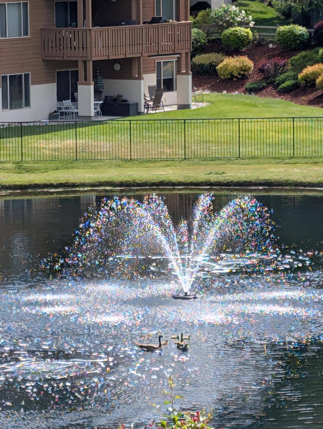 View from our patio... watching goslings