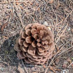 Large Pinecones