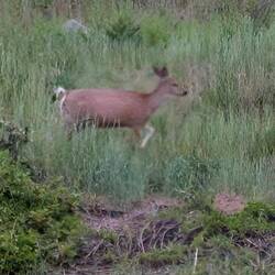 Deer in motion