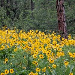 Reminds me of the sunflowers in Spain