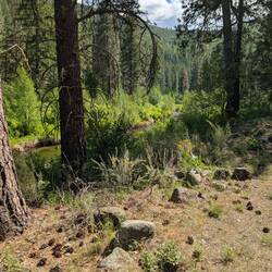 I wish you could hear the river and smell the needles