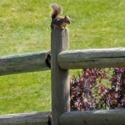Douglas Squirrel