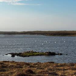 So viele Schwäne 🦢