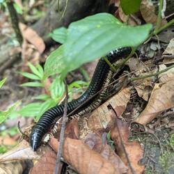 Giant millipede