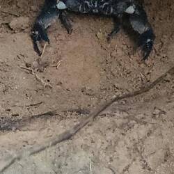 Scorpion!