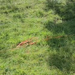 Diese Hühner😅🤣🤣🤣