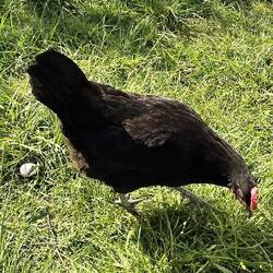 Und nein....das links im Bild ist KEIN Ei😅