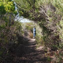 manchmal verdeckt, ...