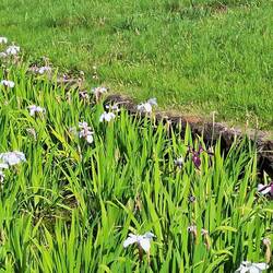 Iris in weiß