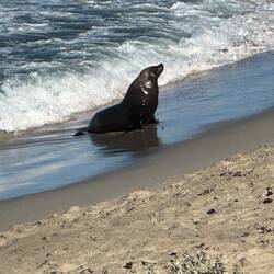 Seal Bay