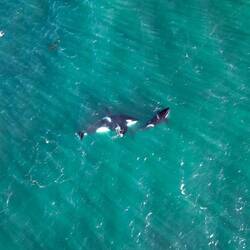 Die zwei spielenden Männchen (einer ist älter und viel grösser)