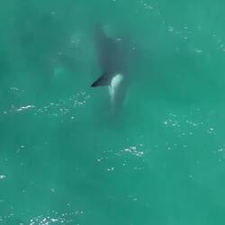 In einigen Szenen sieht man genau, dass es zwei Männchen sind 😉