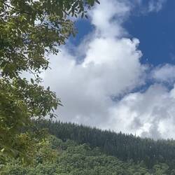 Poplars/cottonwoods creating lots of debris in the air!