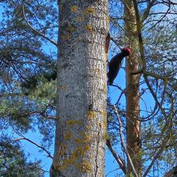 Ich hörtedas Gezwitscher der Jungvögel und sah den Specht...